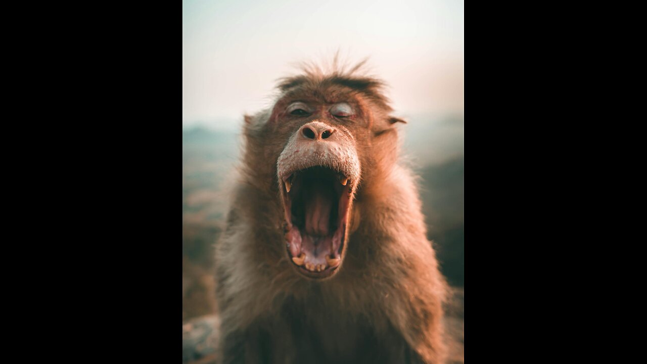 Monkey eating orange hahaha