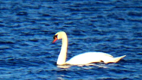 Swans and Canada Geese