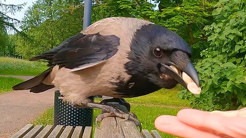 Hand Feeding Hooded Crow Again on a Park Bench with Babies Cawing in the Background