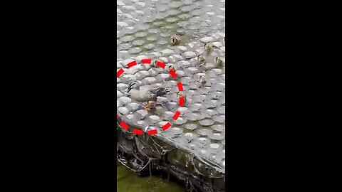 Mother's Choice: Can Her Ducklings Follow? Double Weir Challenge | Duck Family -