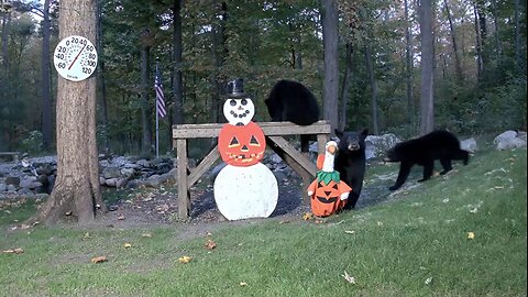 A family of bears actively feeds before hibernation 🐻🐻🐻🐻😋🙂 - 03.10.2025