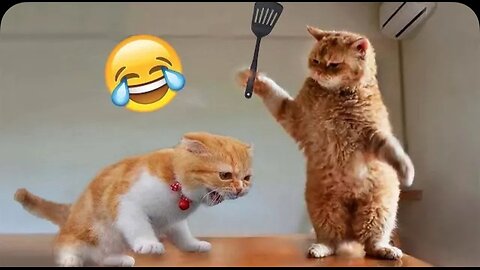 Funniest Animal 2025 🤣😂 New Funny Cats and Dog video||#4