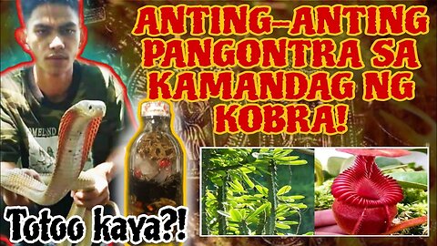 ANTING-ANTING KONTRA SA KAMANDAG NG KOBRA : SORO-SORO : PITCHER PLANT : AGIMAT : KB : KMJS