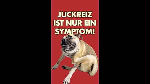 🐶 Juckreiz ist nur ein Symptom!
