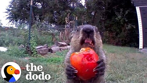 Gardener Trying to Protect His Veggies Ends Up Documenting a Groundhog Family for 7 Years | The Dodo