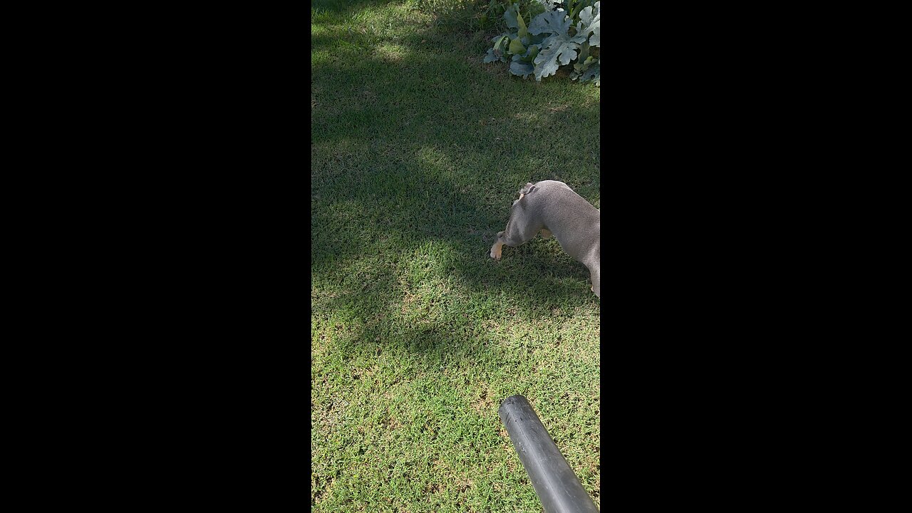 French bulldog attacks leaf blower