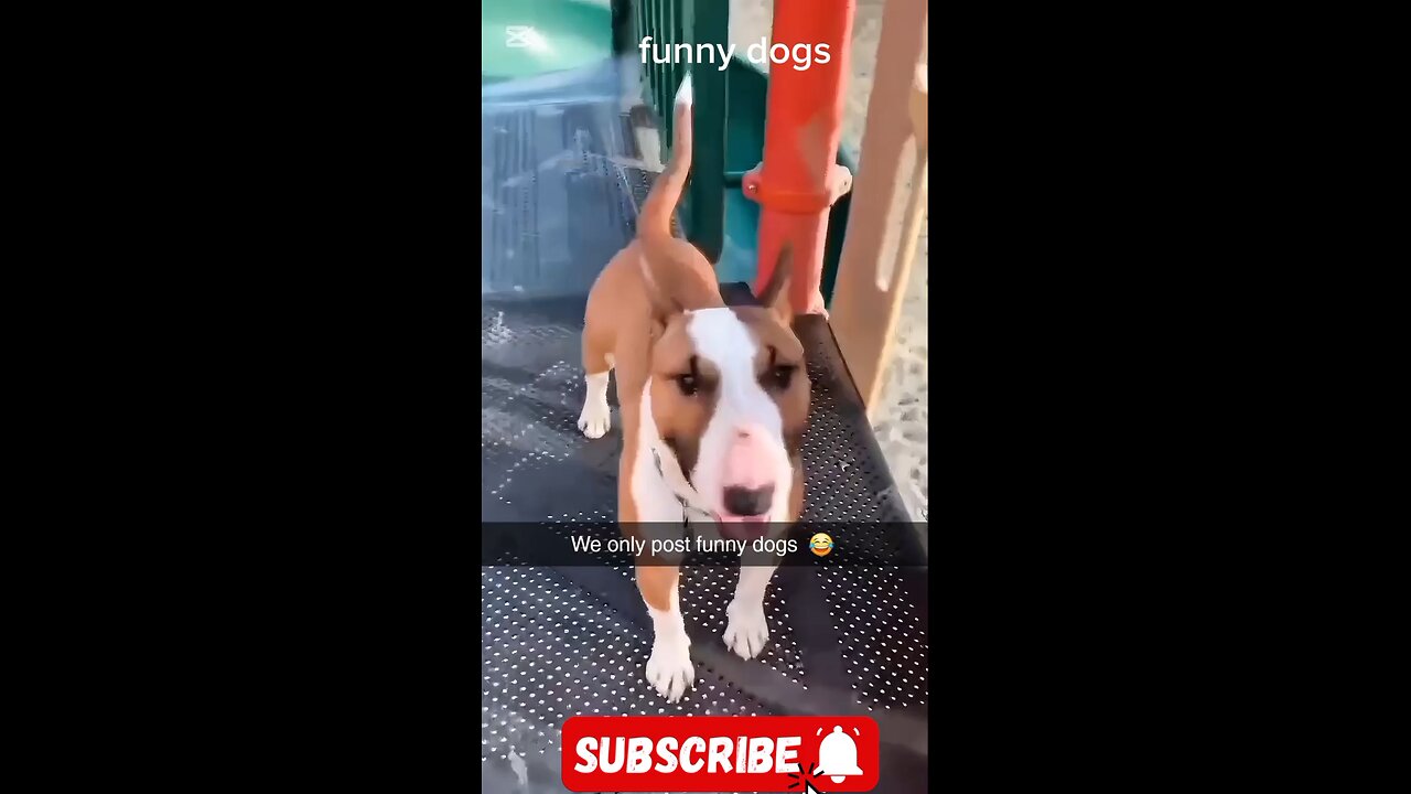 funny dogs 😂