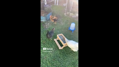 “The Girls Are Having a Picnic” #shorts #viralvideo #nature #naturelovers #chickens #chickencare