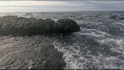 STRONG TOUGH FISH BORN IN A HARSE WORLD #strength #amazinganimals #4k