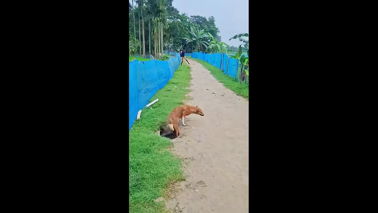 a dog has been used as a medium of stealing