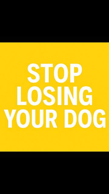 Stop Losing Your Dog! Doxieday Custom Harness With Name & Number