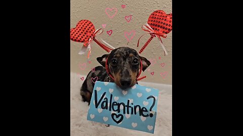 Will You Be My Valentine? Adorable Dachshund Wants To Know! <3 xo