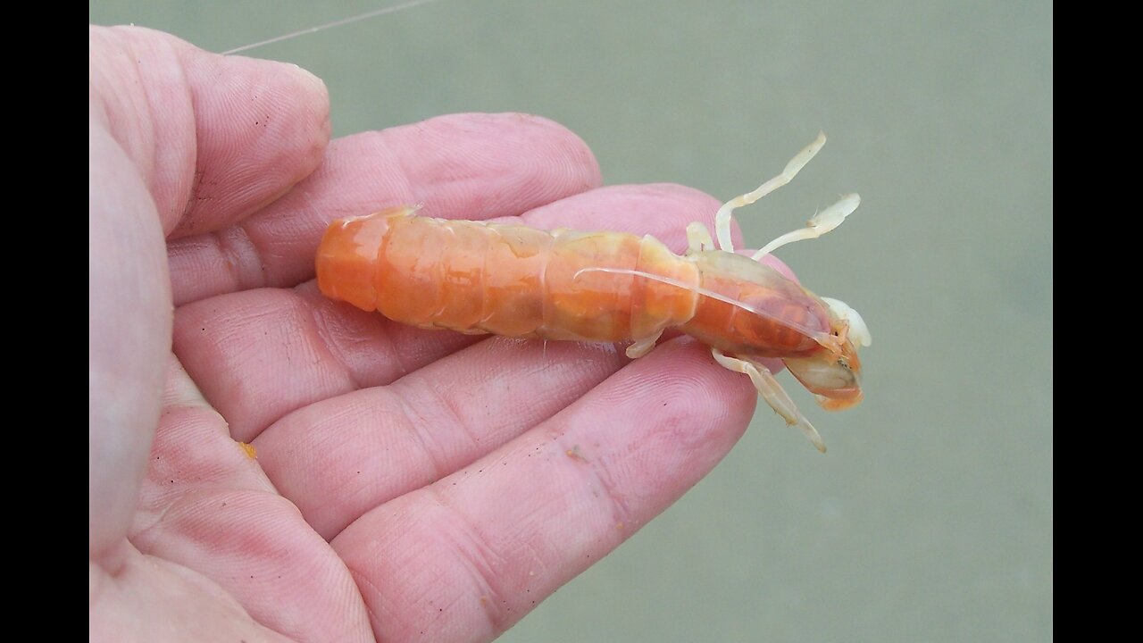 Hooking Ghost Shrimp for Surf Fishing