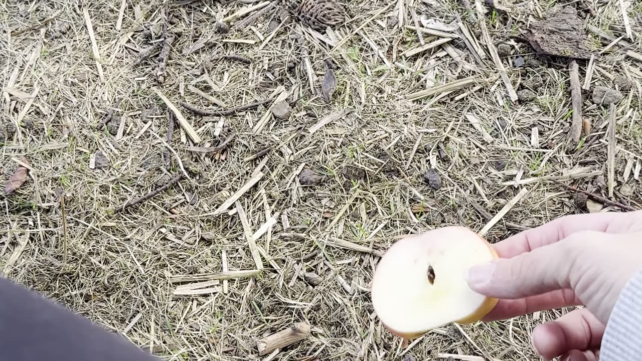 This gentle bunny is nibbling on greens