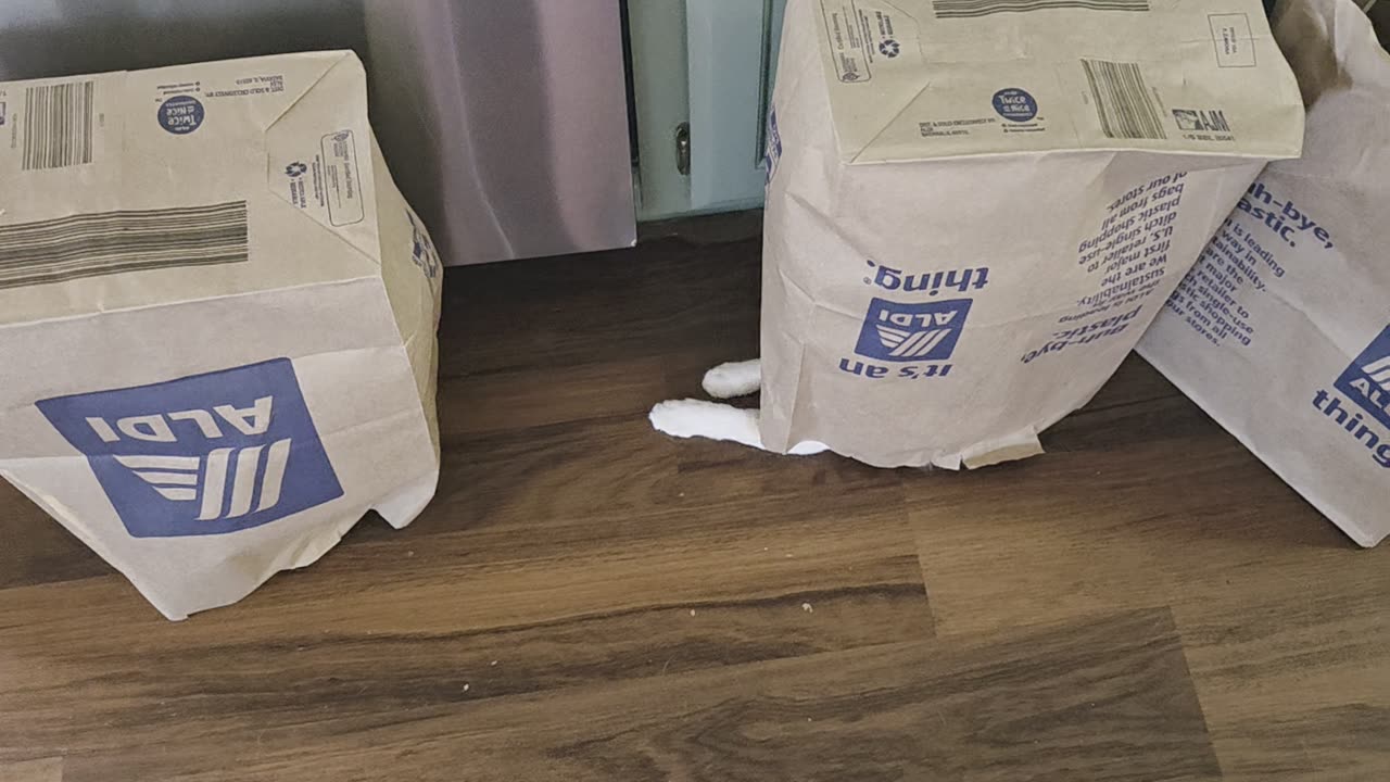 Orange Cats in "Battle Bags"