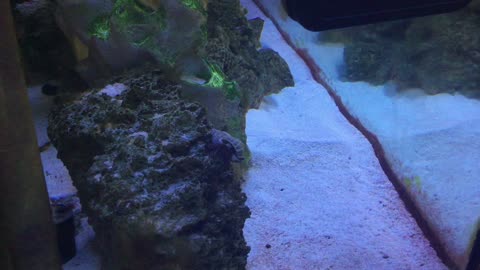Hermit Crab climbing on rock