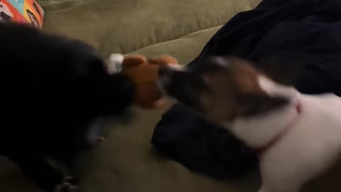 DOGs at their peak! They tear and smash everything in their path! 💥