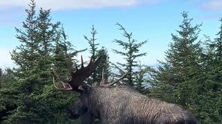 🇨🇦 This Majestic Moose Better Hide Before the Canadian Govt, CFIA and RCMP Kill it Like They Did To the Ostriches