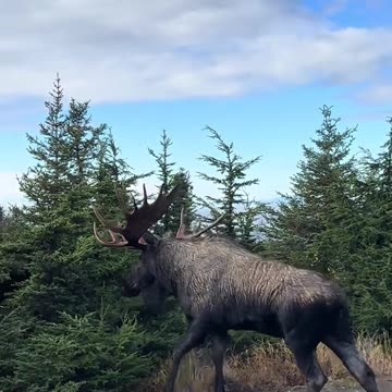 🇨🇦 This Majestic Moose Better Hide Before the Canadian Govt, CFIA and RCMP Kill it Like They Did To the Ostriches