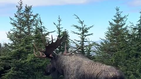 🇨🇦 This Majestic Moose Better Hide Before the Canadian Govt, CFIA and RCMP Kill it Like They Did To the Ostriches