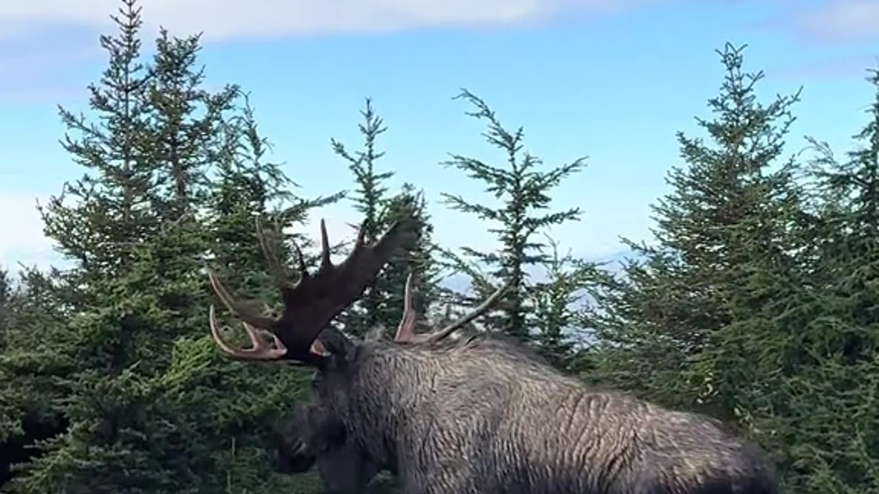 🇨🇦 This Majestic Moose Better Hide Before the Canadian Govt, CFIA and RCMP Kill it Like They Did To the Ostriches