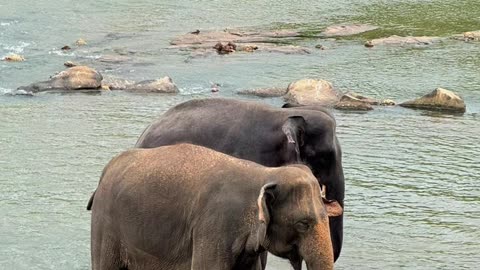“Sri Lanka! Protecting the Earth, Loving the Earth 🌱”