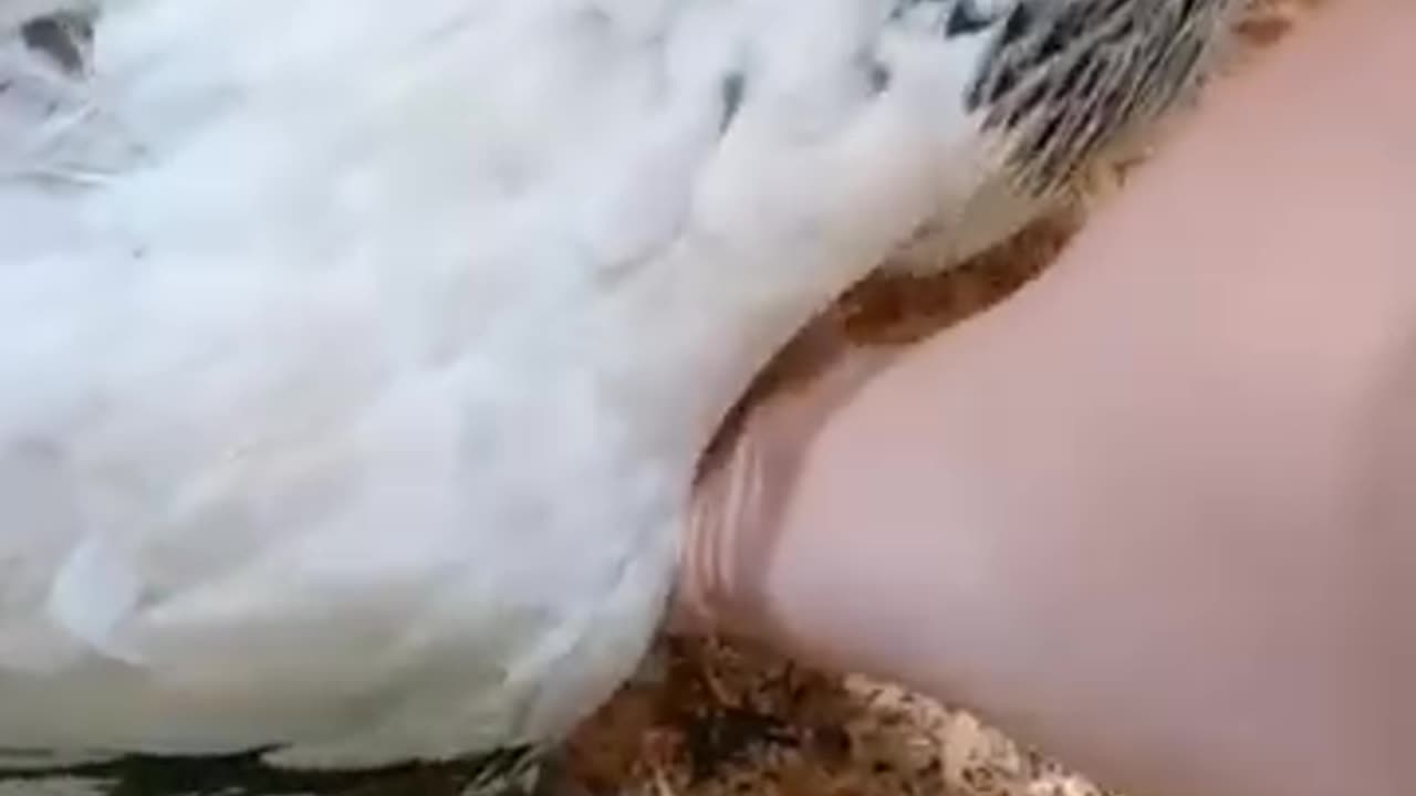 Very nice video of hen