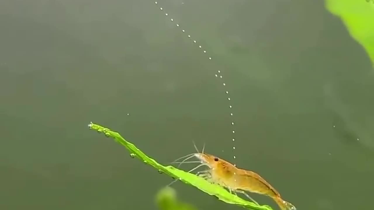 🧠🌿 Shrimp & Plant Photosynthesis! | FeedMyCuriosity