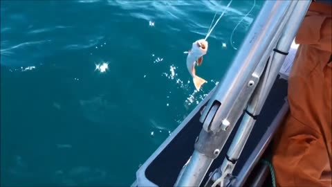 Setting a longline for snapper and gurnard