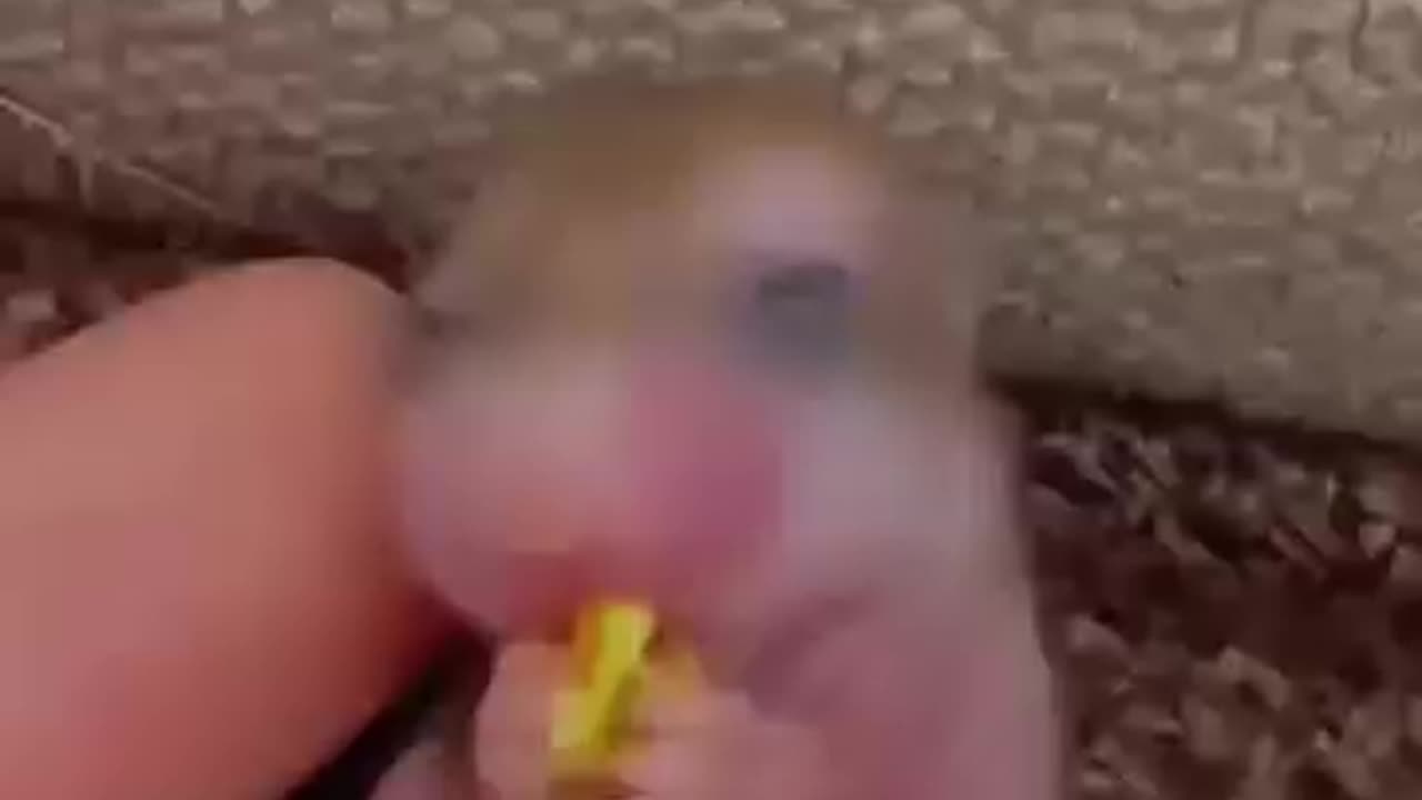 Hamster New born