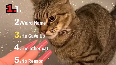 Cat moments