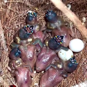 Gouldian Finch Chicks Golden finch chicks