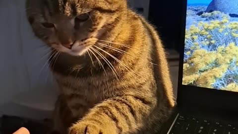 My cat has a very unique behaviour