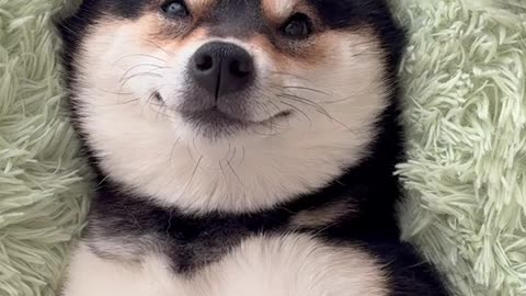 Cat Dog