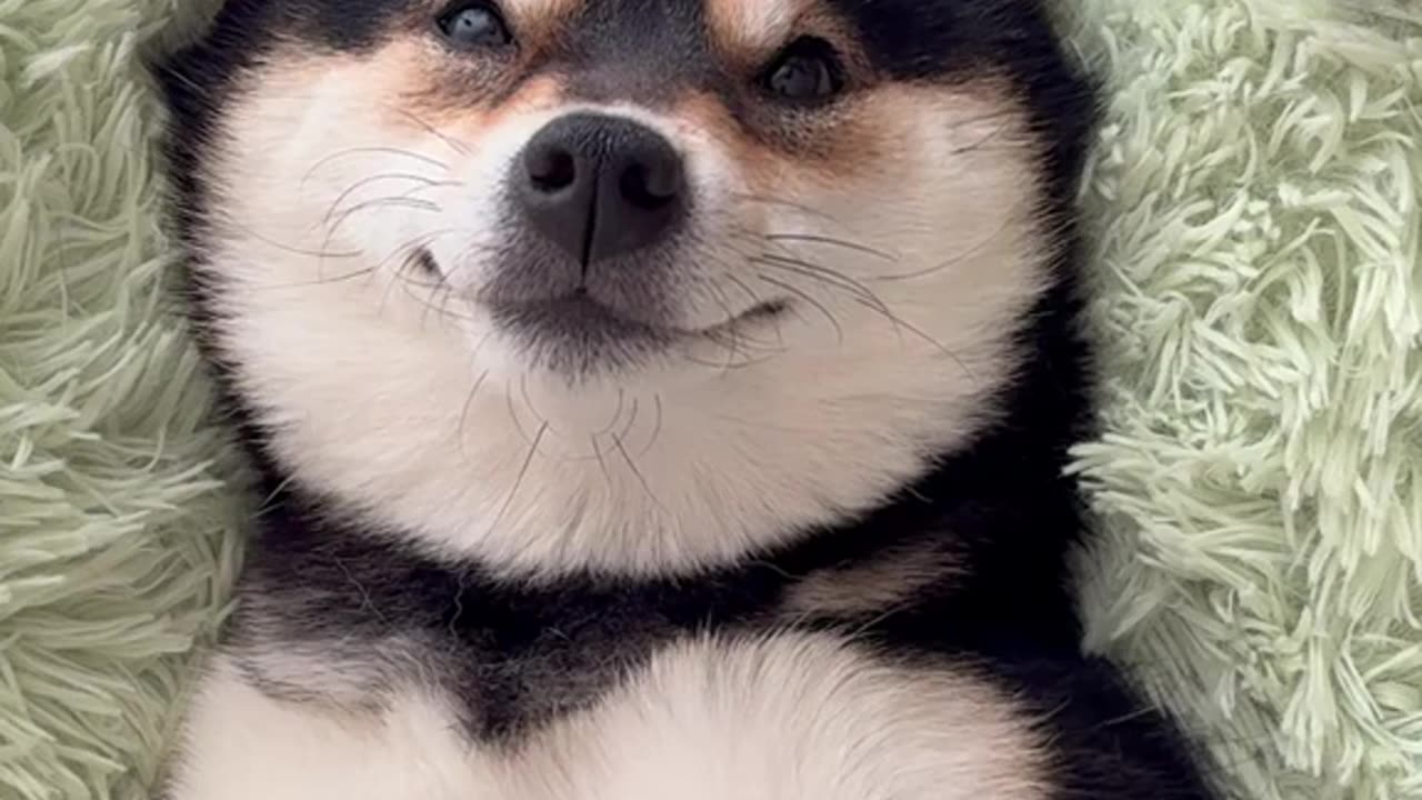 Cat Dog