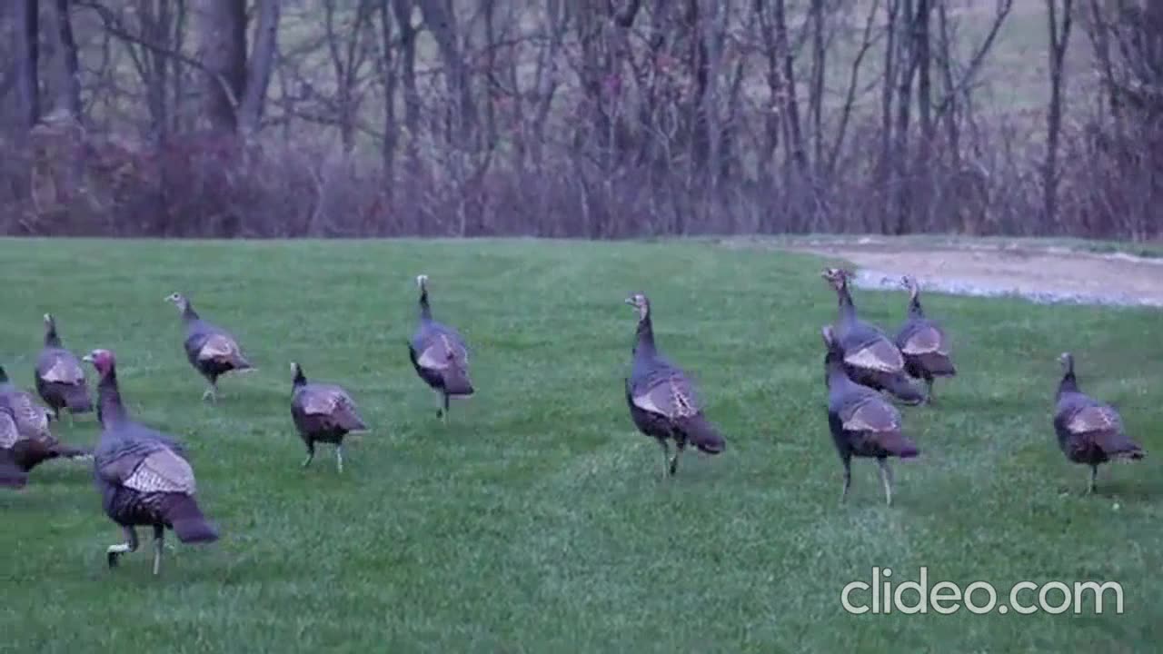 Chippewa Off The Block [Turkey Roost Remix]