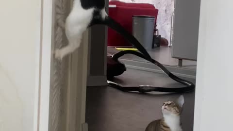 Smart Cat Opens the Door Like a Human