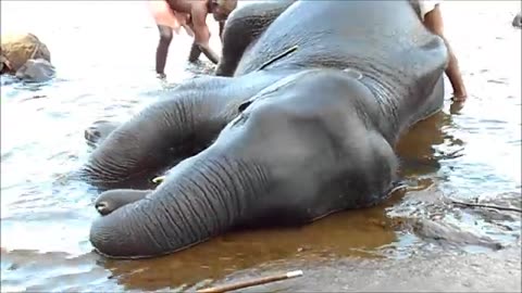 ELEPHANT BATH AT THE KODANAD RESCUE PARK ,KERALA,INDIA !!!!