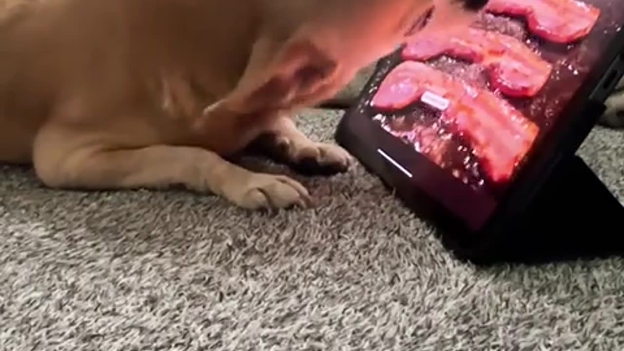 😂🐶 You Won't Believe This Dog's Hunger! | FunFM