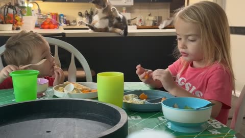 Fat Cat Scratches Butthole On Kitchen Counter