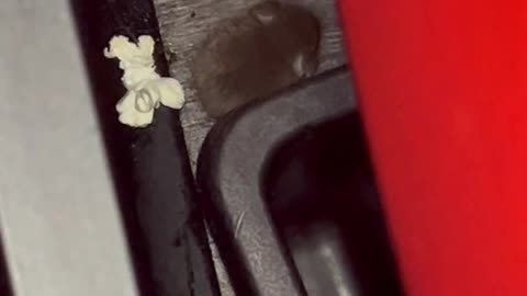 Tiny Mouse Snacks on Movie Theater Popcorn