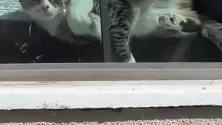 🤣❤️ You’ll Love This Hilarious Animal Moment! | FunFM