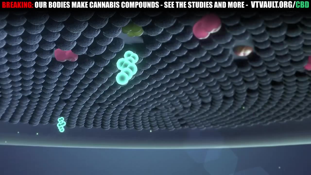 OUR BODIES MAKE CANNABIS COMPOUNDS?