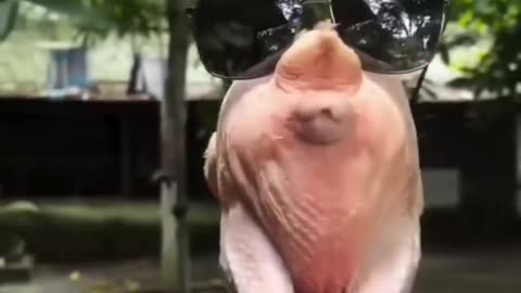 #animal funny