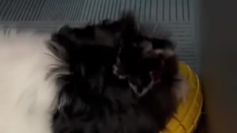 Mango Rubber Chew Toy: Tough, Tropical Fun for Every Pup | PetBuds UK