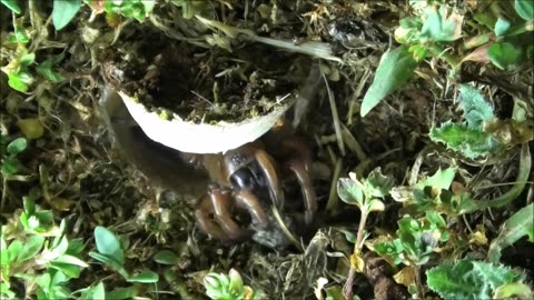 Trapdoor Spider Snatches The Black Beetle
