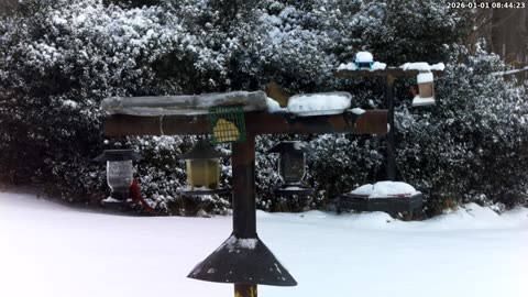 Bird Feeder in Western Maryland USA