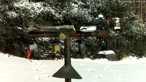 Bird Feeder in Western Maryland USA