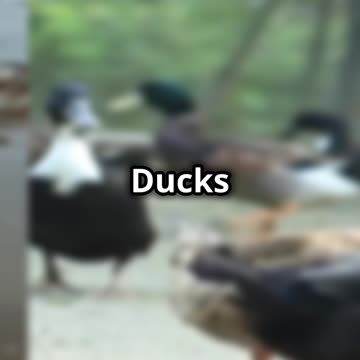 4 Poultry Alternatives to Chickens: Quick Facts for a Better Flock