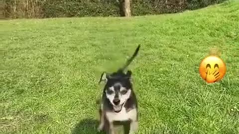 Funny Animal Videos 093